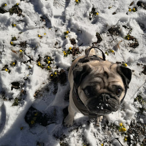 Der Frühling ist da!